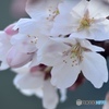 ＊染井吉野＊＊＊