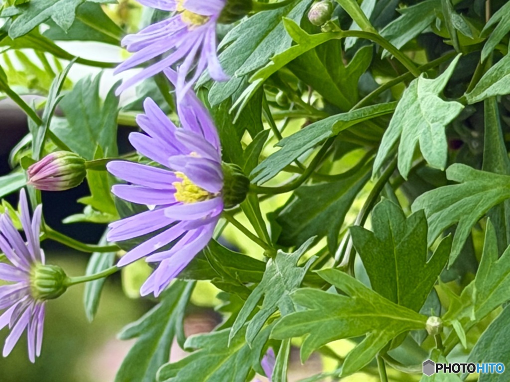 風に靡く姫小菊