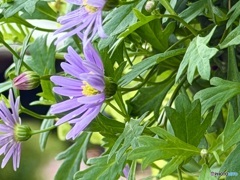 風に靡く姫小菊