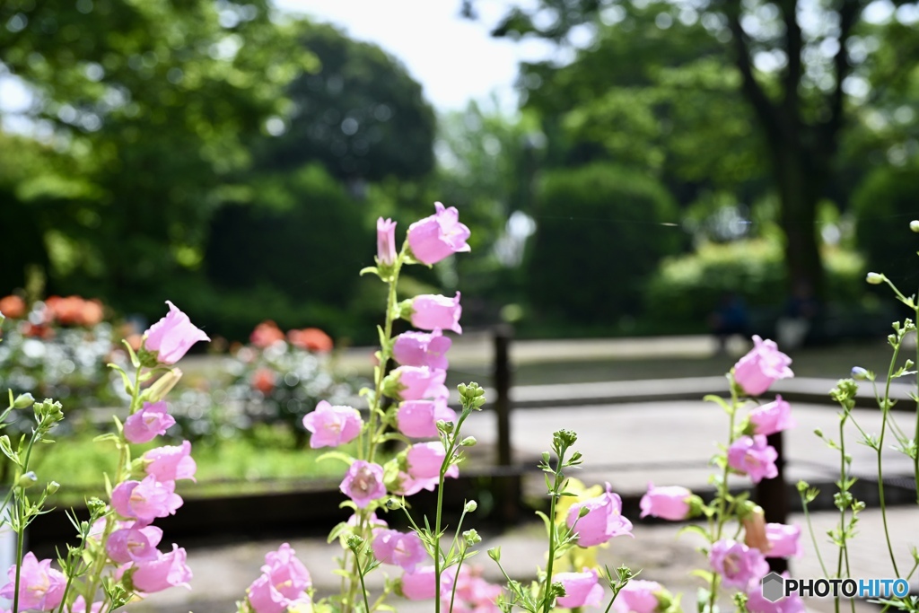 晴れた公園のカンパニュラ
