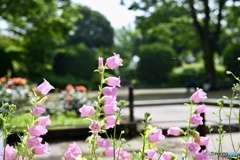 晴れた公園のカンパニュラ