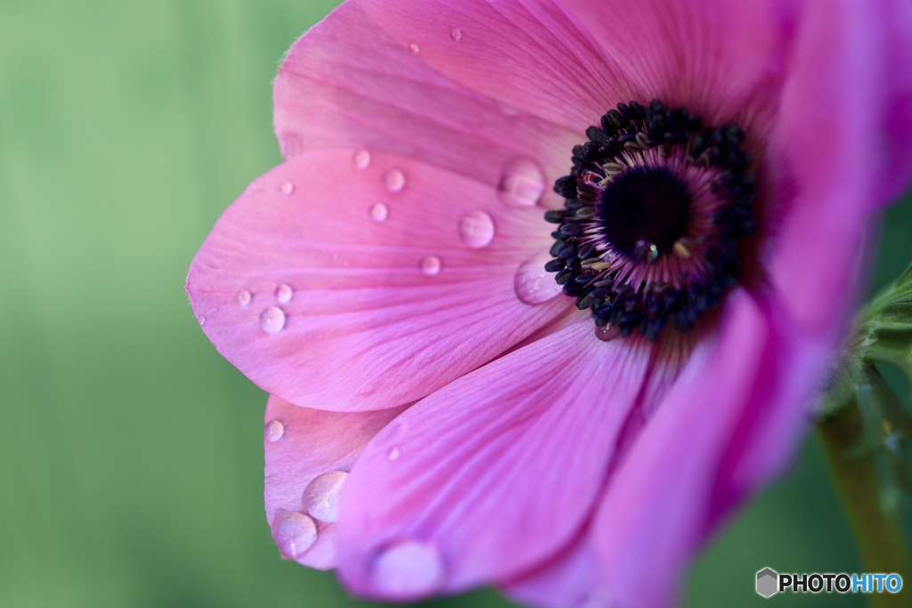 2025も、終わり間近と告げる花