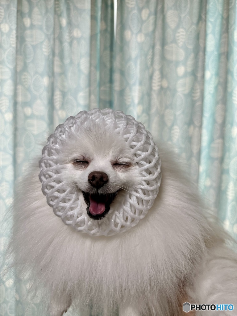 にこにこアザラシ