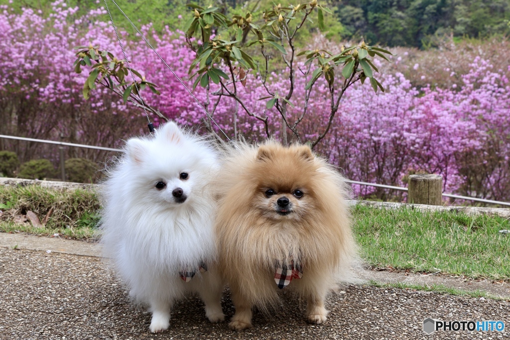＊ツツジとポメ＊