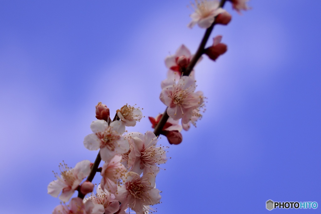 春を待ちわびるこころに...微笑む花