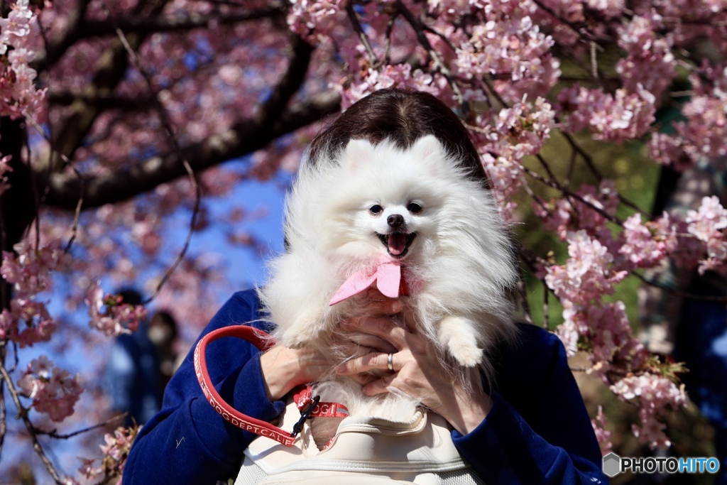 晴天と桜とポメラニアン