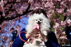 晴天と桜とポメラニアン