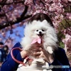晴天と桜とポメラニアン