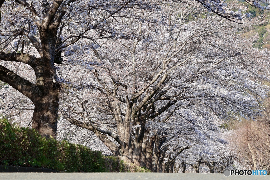 桜の並木道