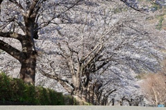 桜の並木道