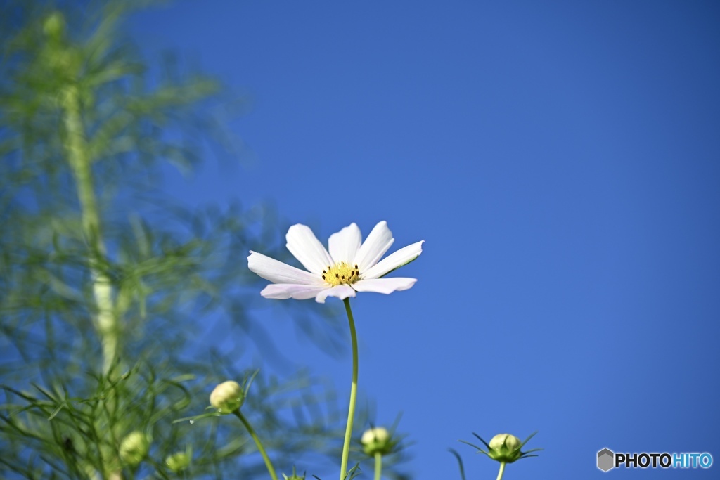 秋晴れの空と秋の花一輪