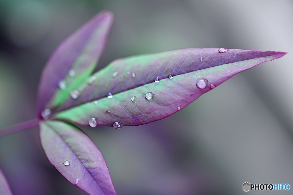 緑から紫に色を変える葉