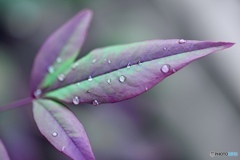 緑から紫に色を変える葉