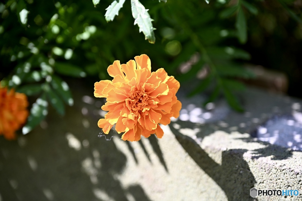 九月の朝陽がつくった光と影