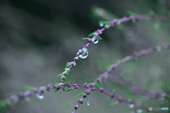 小雨降る我が家の庭にて