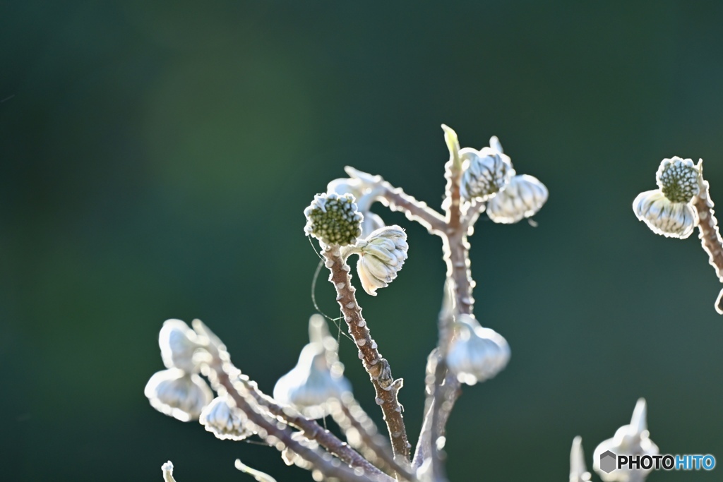 野鳥の声が重なる朝の公園にて