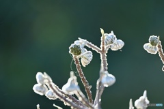 野鳥の声が重なる朝の公園にて