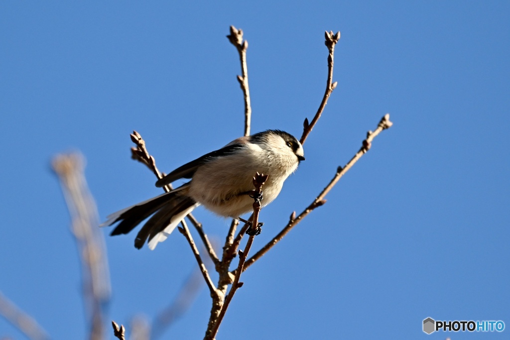 小ちゃい、くちばし♡