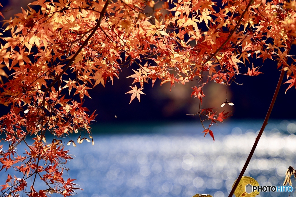 湖面と紅葉
