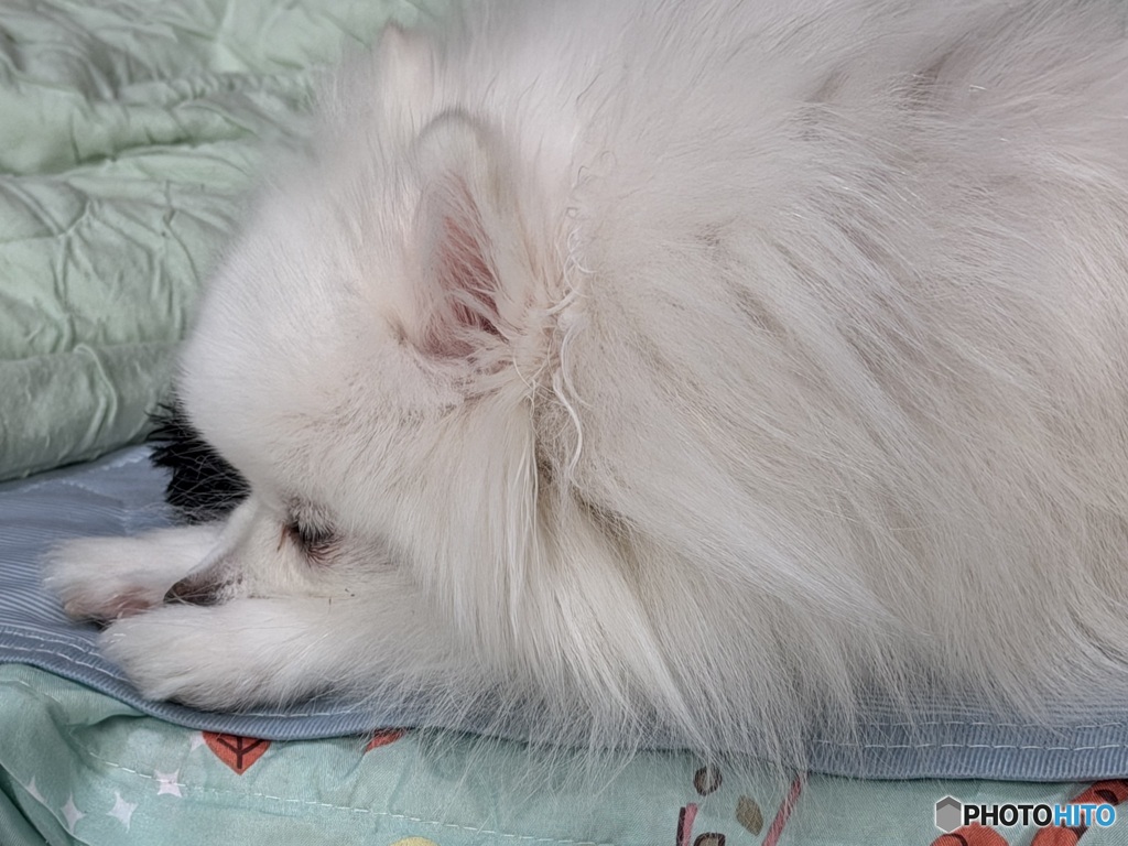 ピノちゃん、すやすやぁ〜★