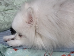 ピノちゃん、すやすやぁ〜★