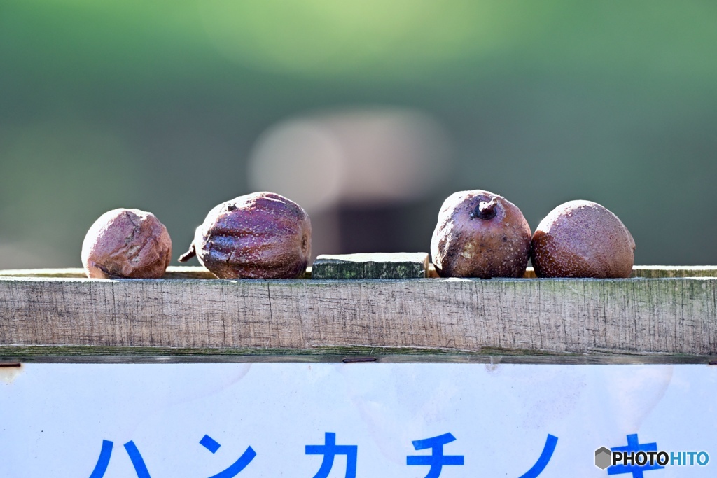 ハンカチの木の実