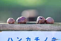 ハンカチの木の実