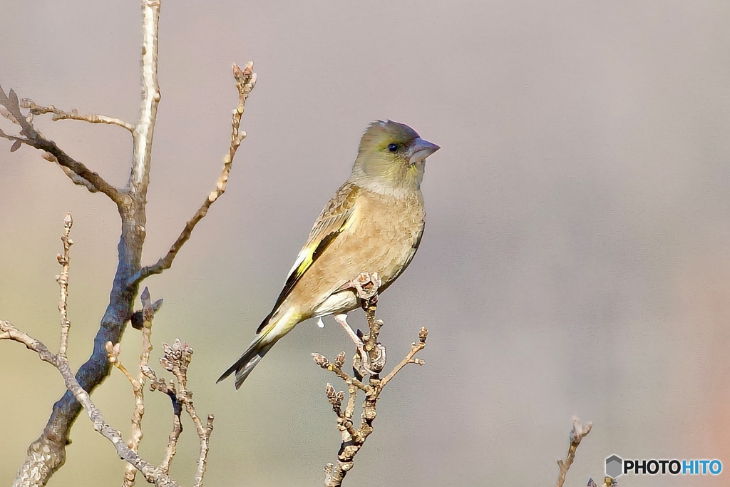 Bird初心者にご協力くださいましたカワラヒワ様です