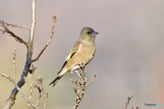 Bird初心者にご協力くださいましたカワラヒワ様です
