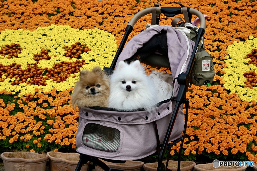 この子たちの投稿にたくさんのコメントをありがとうございました