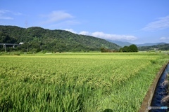涼しげに感じる風景