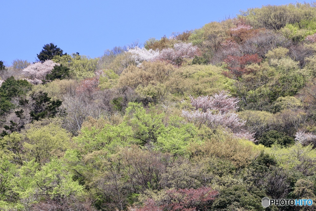 若葉色に姿を変える春山