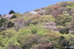 若葉色に姿を変える春山