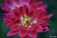 わたしのダリア②