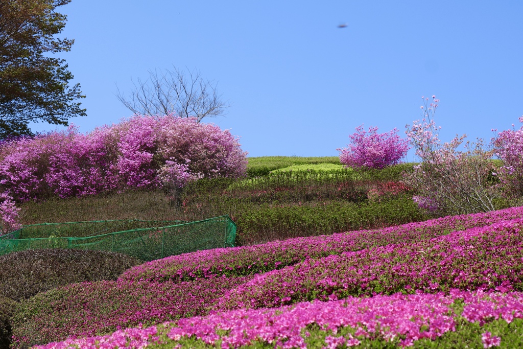 咲き誇り