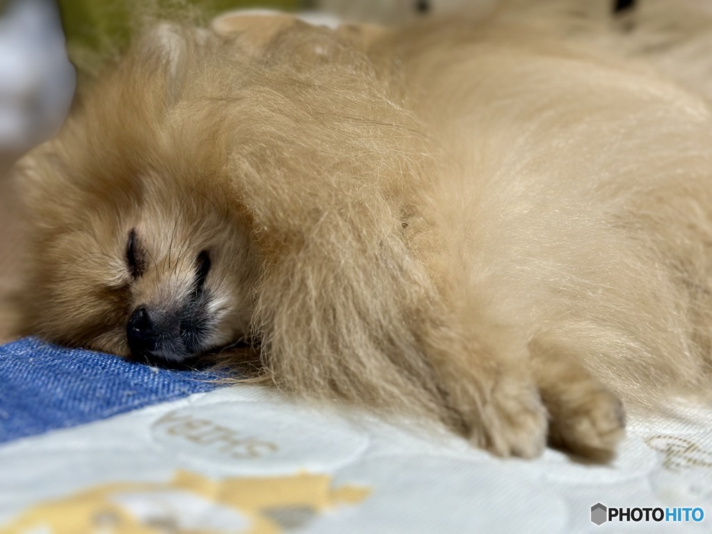 Wonderful moment ......幸せな眠り