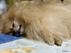 Wonderful moment ......幸せな眠り