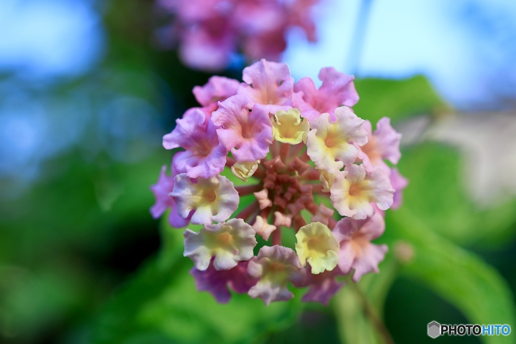 花束のような花