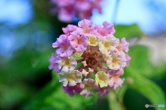 花束のような花