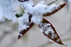 赤い葉と白い雪