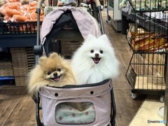 ほーむてんたー　でちゅ