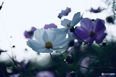 曇天のコスモス