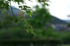 若紅葉に付いた実
