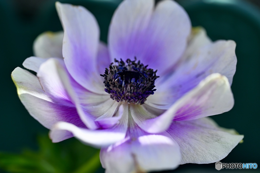 アネモネ　白紫