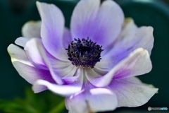アネモネ　白紫