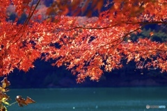 紅葉と青緑色の湖面