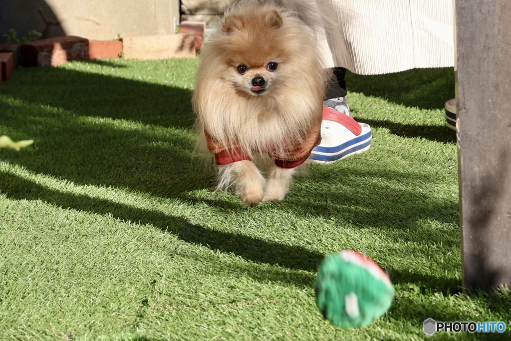 チップGo！高速連写Go！！。。。えーー走らないのぉ〜？(*^_^*)