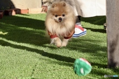 チップGo！高速連写Go！！。。。えーー走らないのぉ〜？(*^_^*)