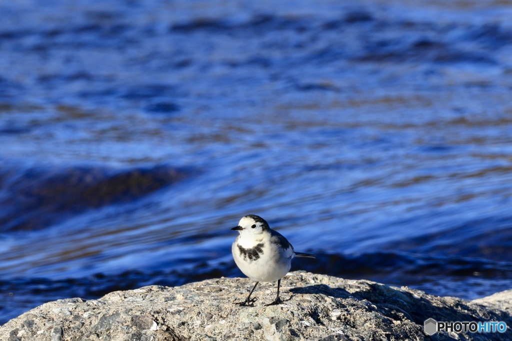 かわいいスタイ　ハクセキレイ
