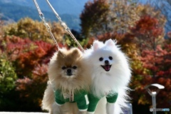 ピノはニコニコ♬